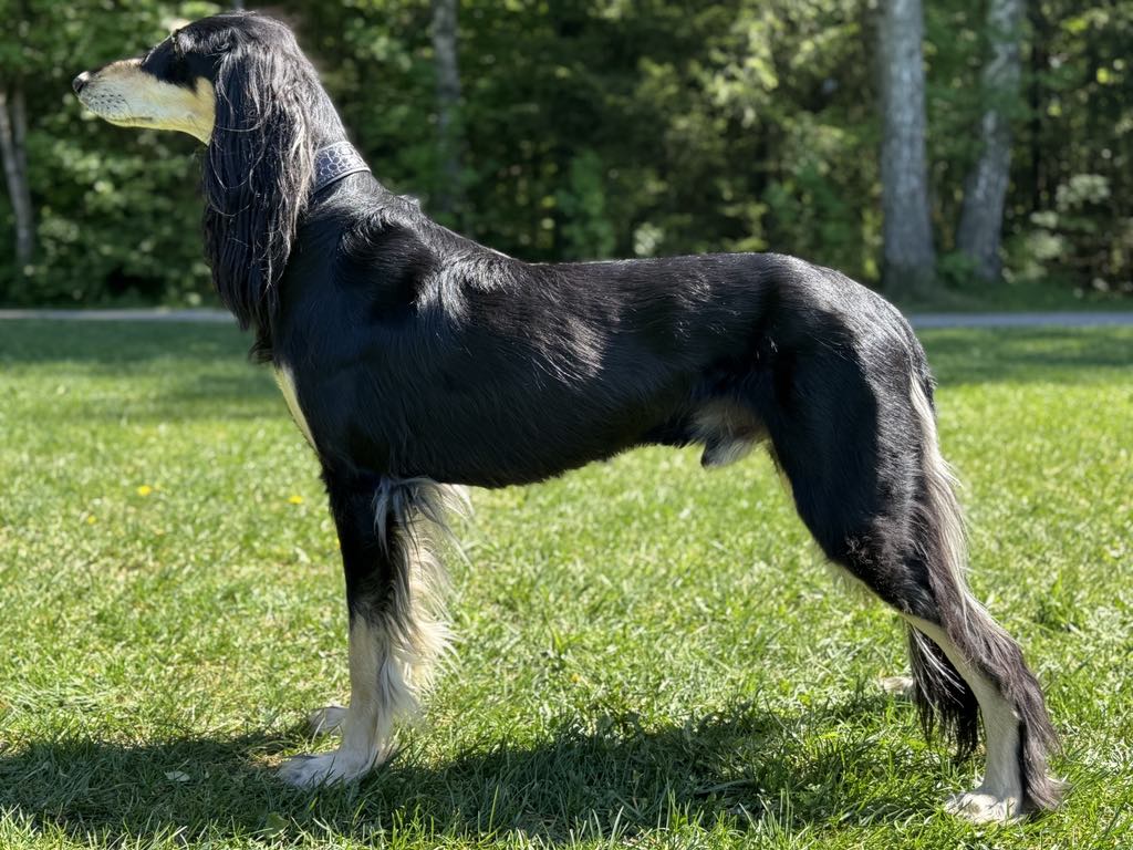 Sommarvindens Black Delight