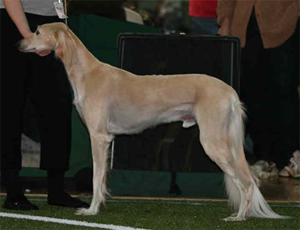 Ari of all Sighthounds